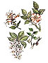 vervain