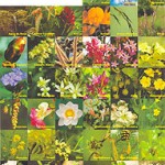 Las terapias florales