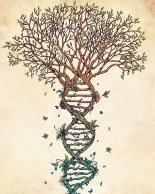 Cómo elaborar e interpretar tu árbol transgeneracional