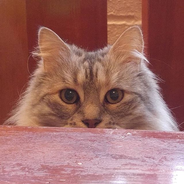 La dulce Fiona, de una manada de 6 gatos
