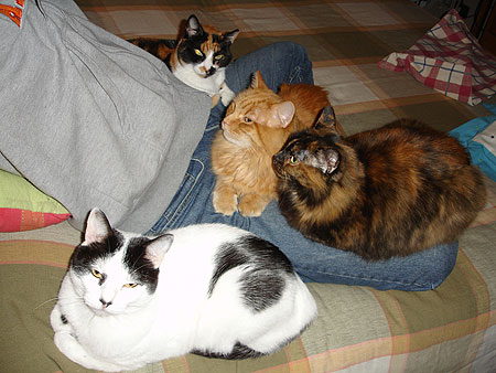 Cuarteto
