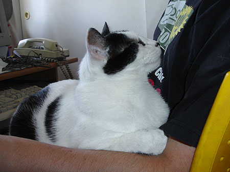 Dominó