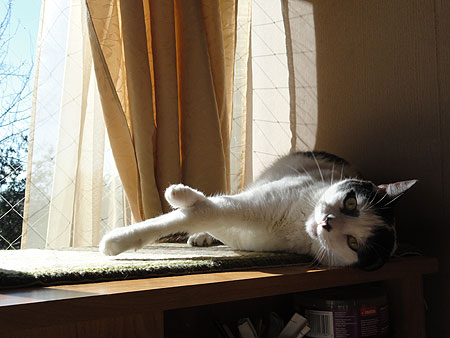 Dominó