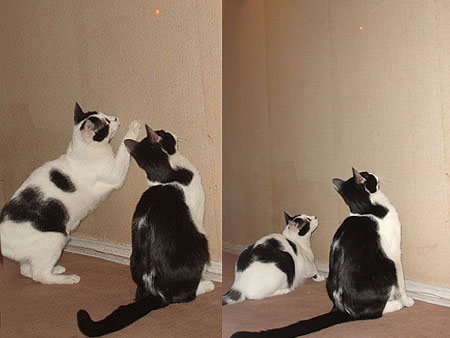 Duo gatuno