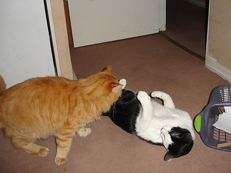 Pelea gatuna