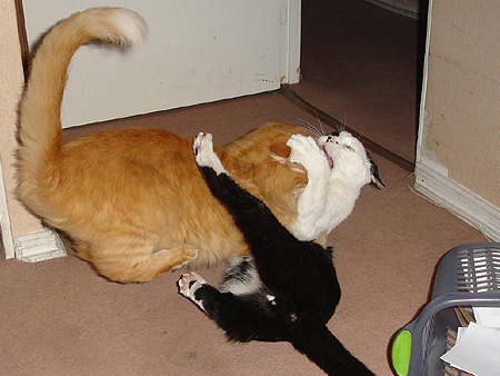 Pelea gatuna