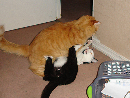 Pelea gatuna