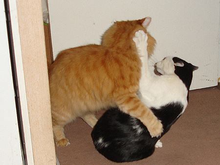 Pelea gatuna
