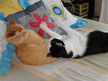 Duo gatuno