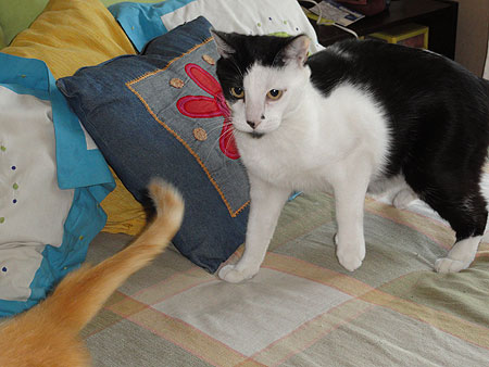 Duo gatuno