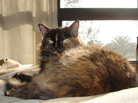 Manchita