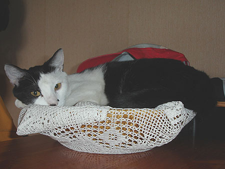 Pirata
