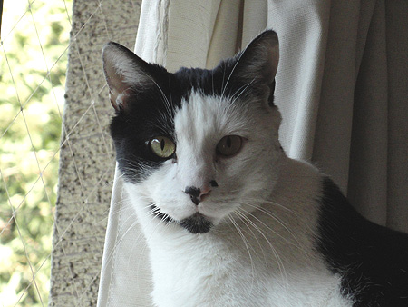 Pirata