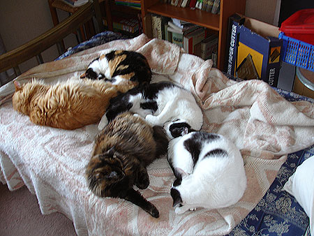 Quinteto