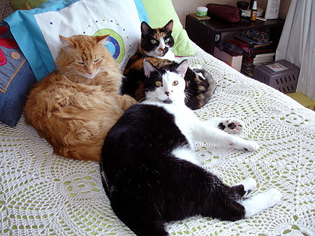 Trio gatuno.