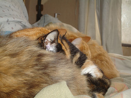 Trío gatuno