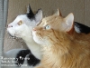 duo04_1024x768.jpg
