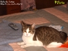 pilota01_1024x768.jpg