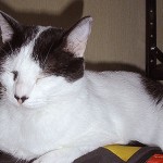 Esto de ser el gato de una brujita…