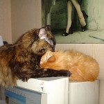 Amor filial…