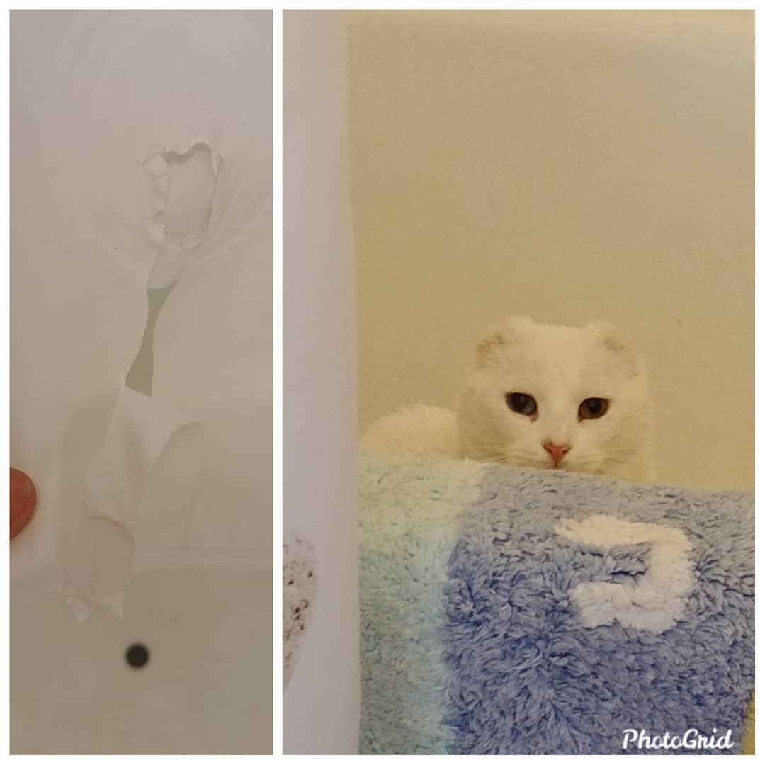 Creo que a humana no le gustó mi obra de arte en el baño