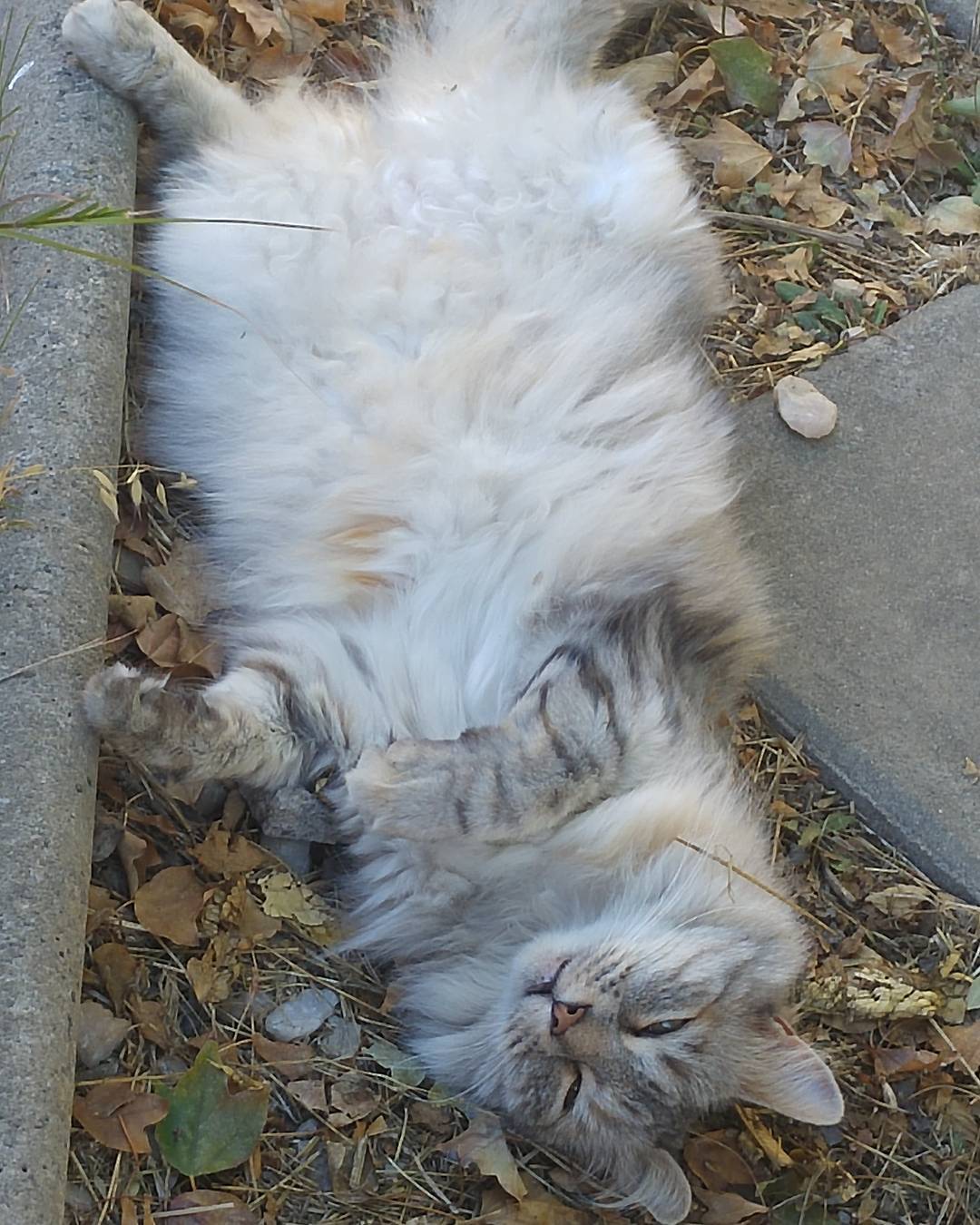 Fiona en relajo total. #fiona