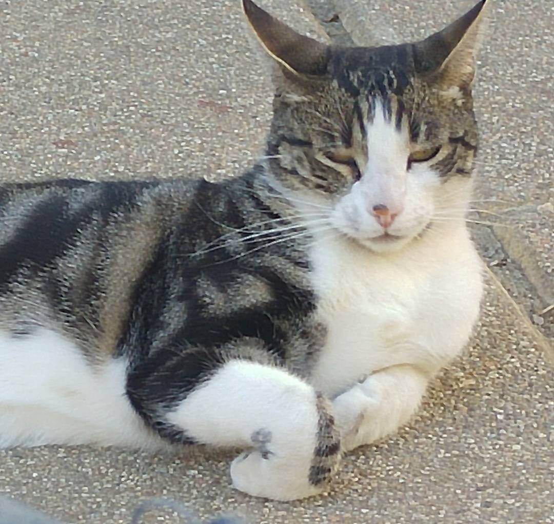 Matthew el dulce. #matthew