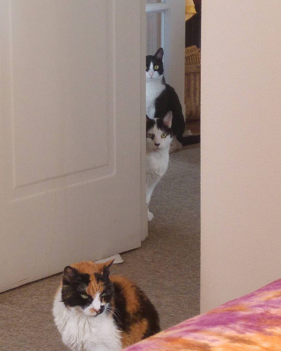 Parece que tienen hambre… #mota #domino #brom