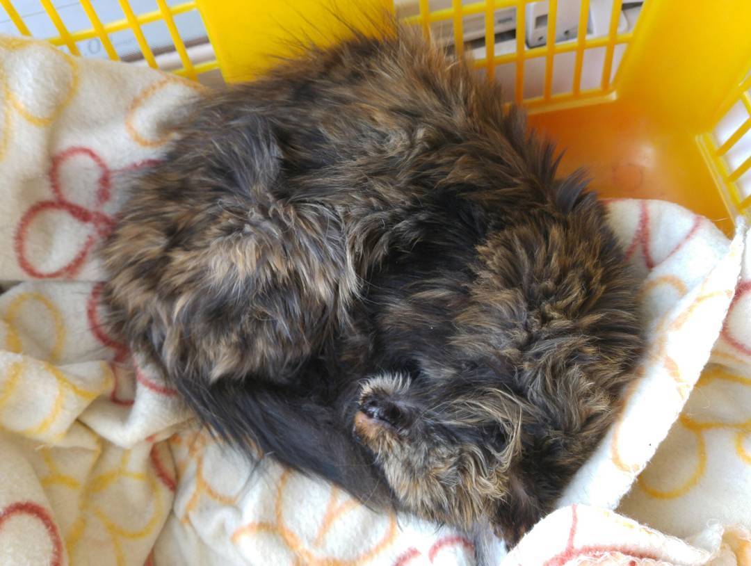 Mi viejita bella de 17 años, sobreviviente de una caída. Tuto después de engullirse un sobre de comida Félix. Todavía le queda cuerda para hinchar. #manchita