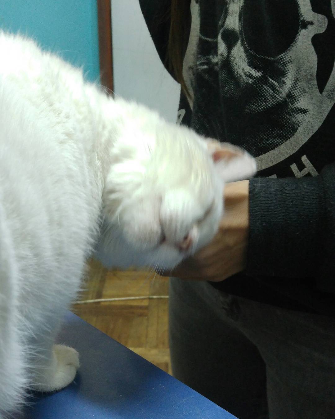 Una que se vendió a la vet… Hasta que la pincharon… #blancucha