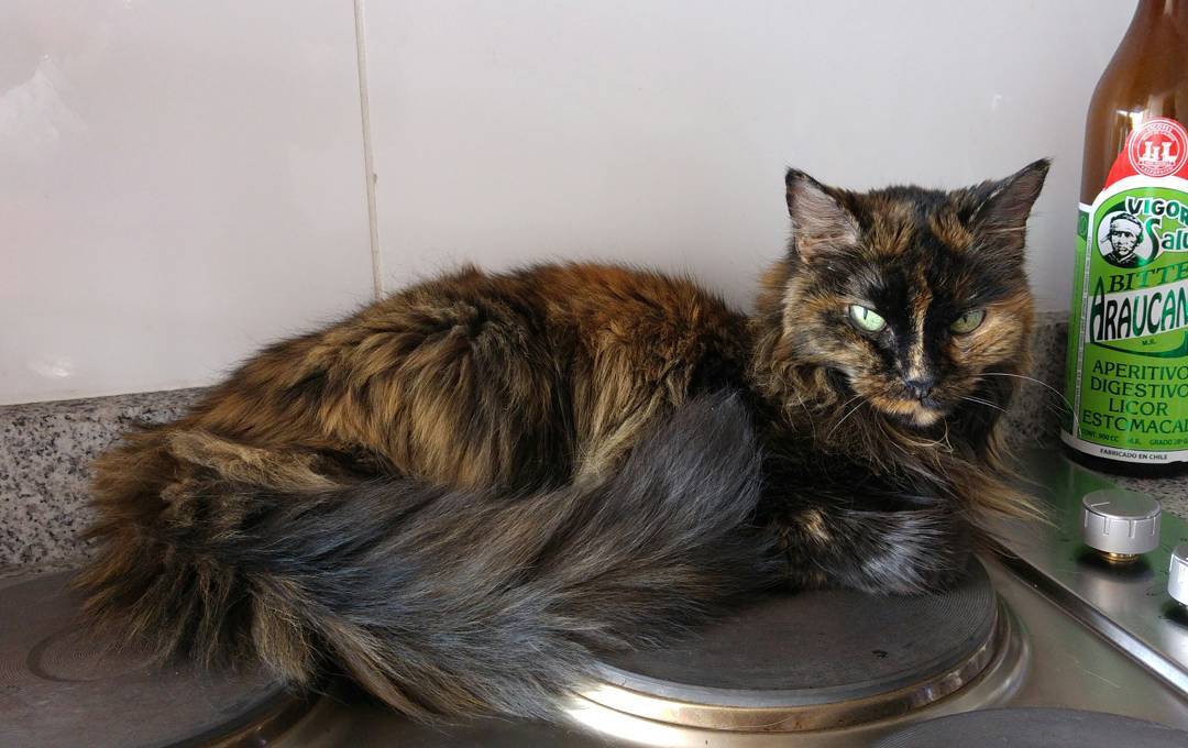 Negrura hermosa… Se te extraña tanto en la cocina… Toda tu vida exigiste probar todo lo que se cocinaba. #manchita