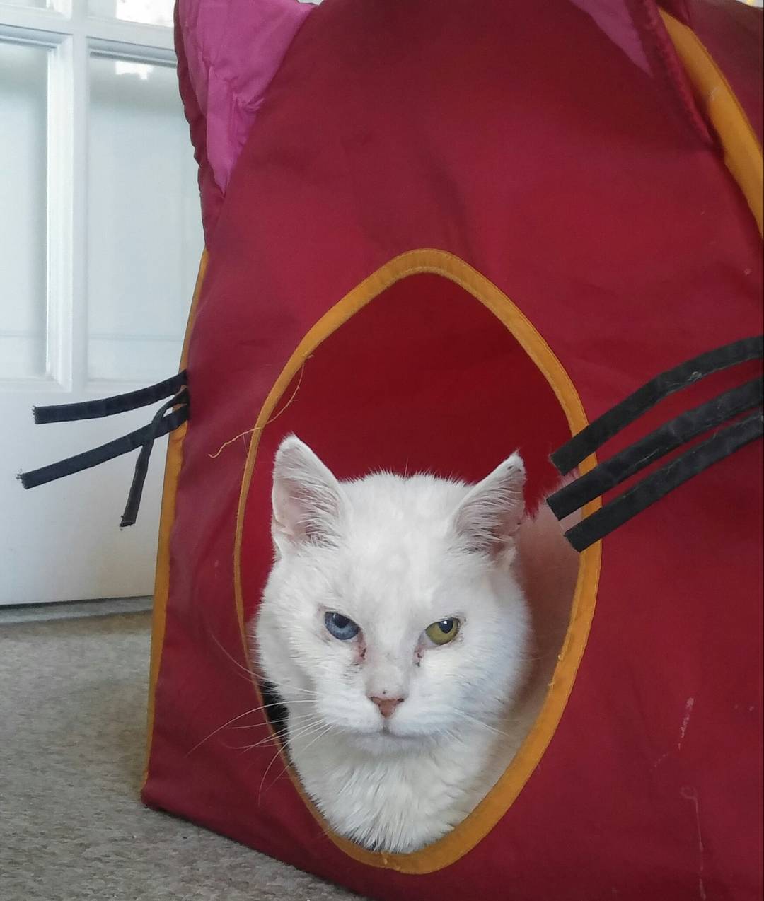 Lady en versión Metro Golden Mayer (según Sergio). Aún con algo de infección en sus ojazos.