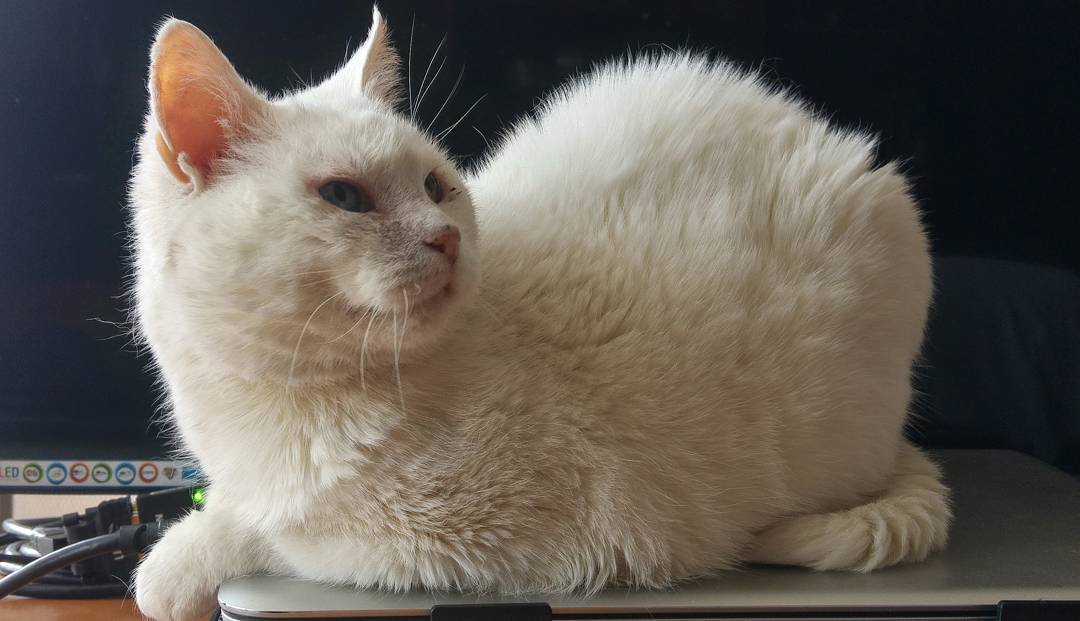 Está cómodo el computador de humano 😈