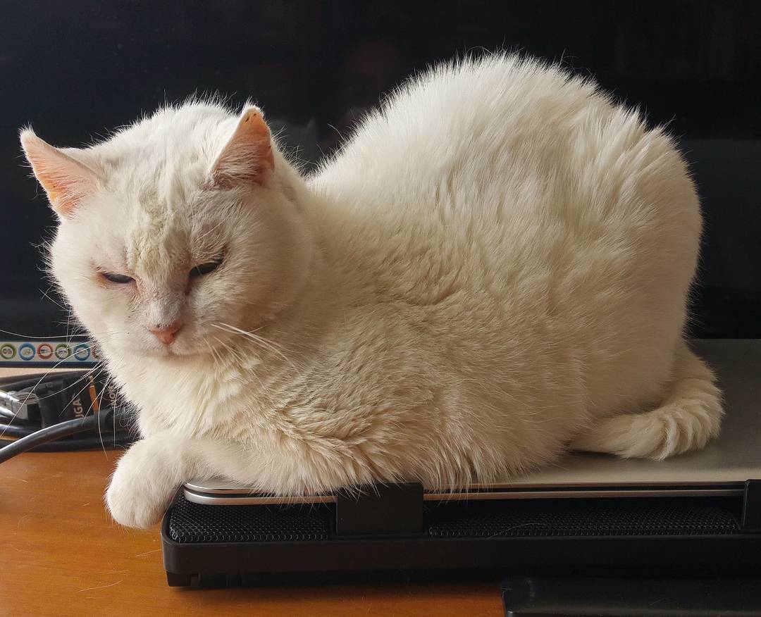 Segundo paso de la apropiación del compu de humano.