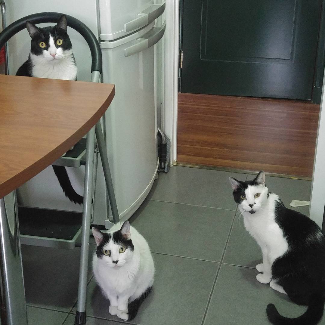 Nos vas a dar algo de lo rico que estás cocinando?