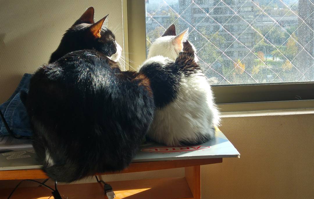 Sol! Buen día mundo! (Nótese la abismante diferencia de tamaño).