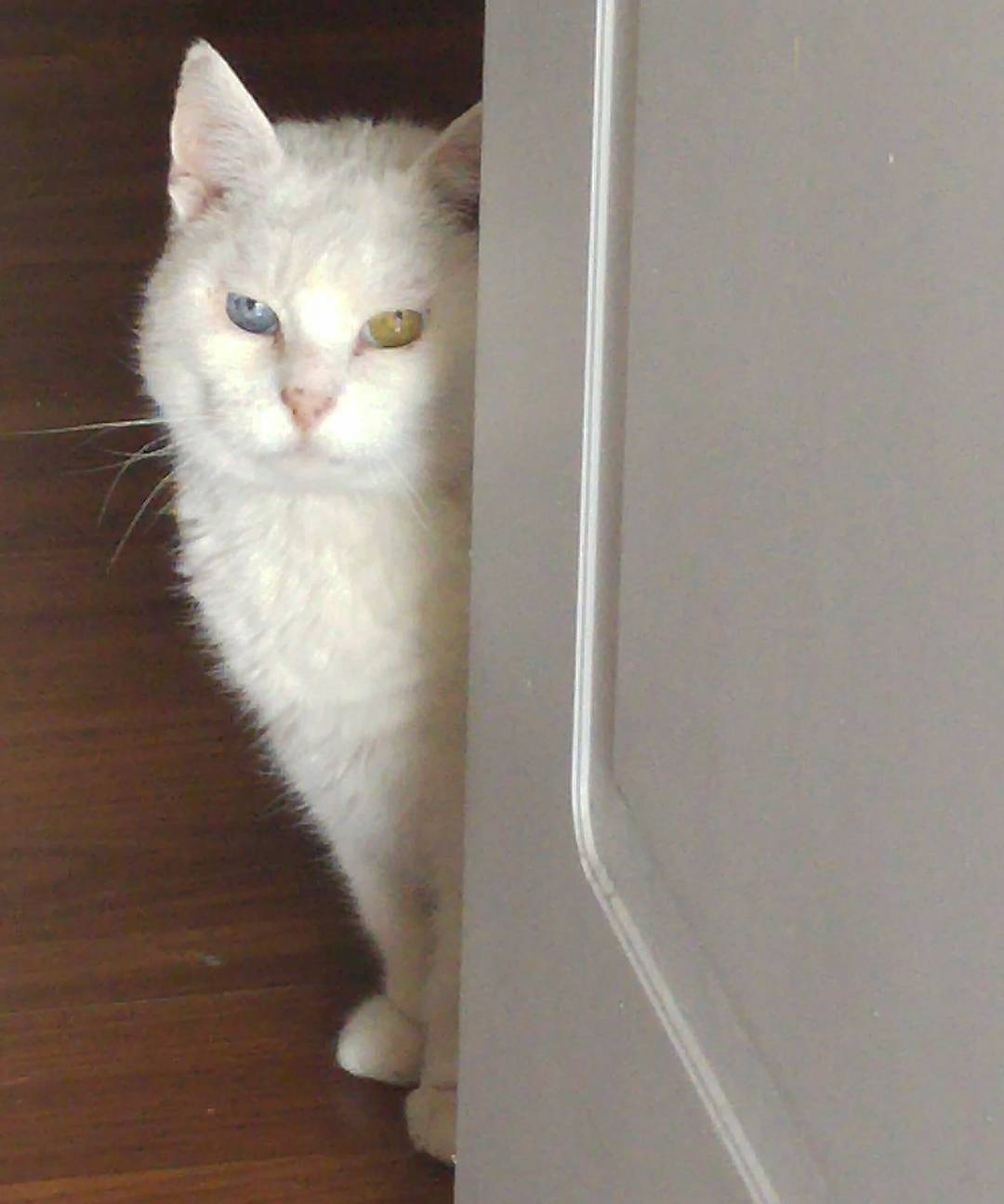 Me darás atún otra vez? Si?