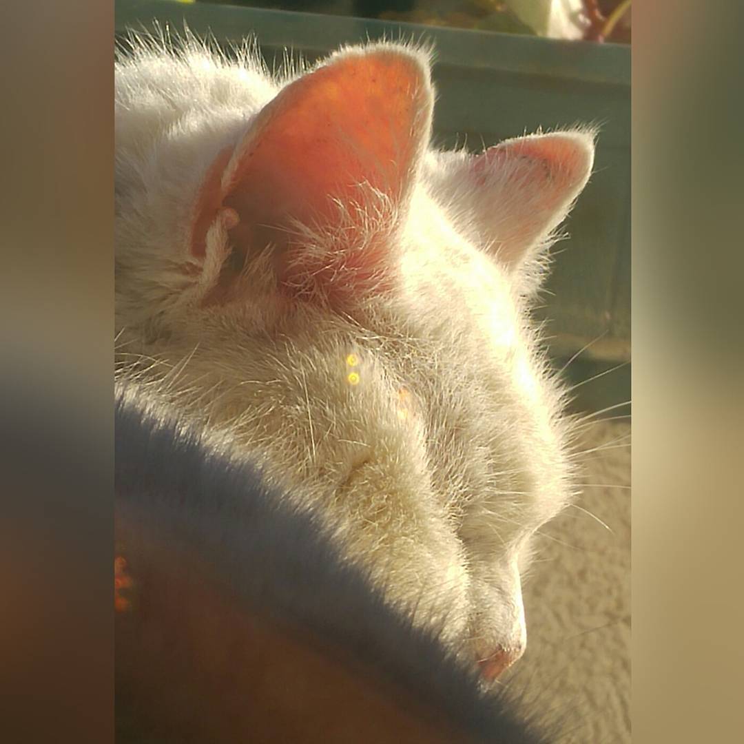 Delicioso sol invernal