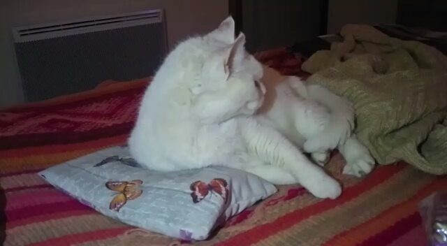 My precioussss… 😍💖 (guatero de semillas con lavanda