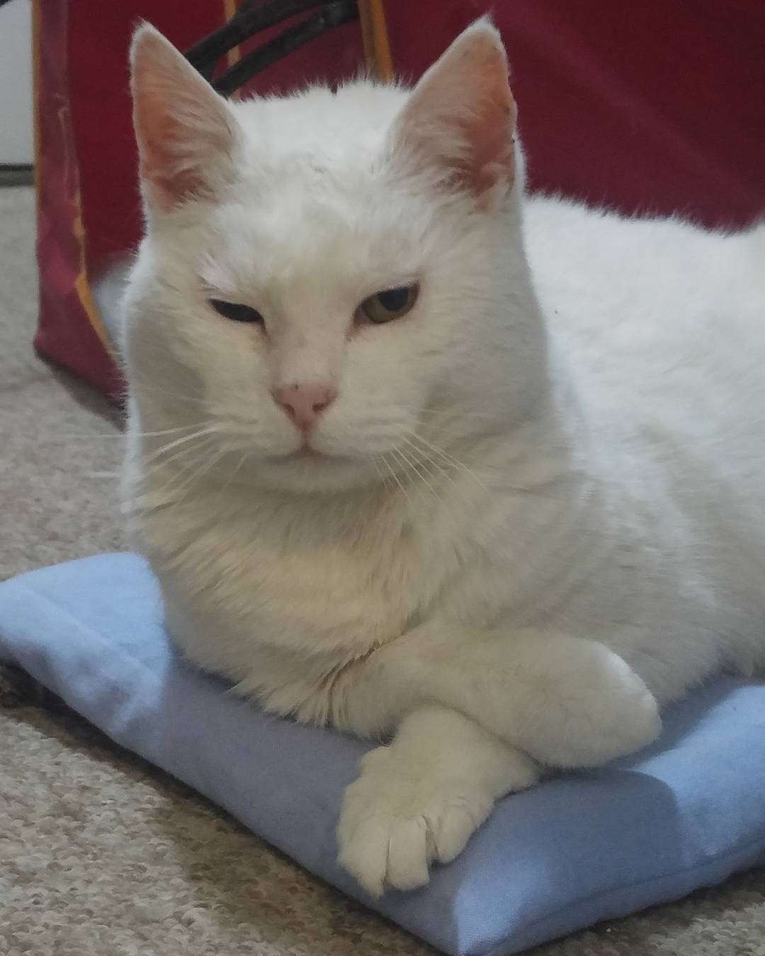 Este guatero con lavanda es mío y solo mío. Está claro?