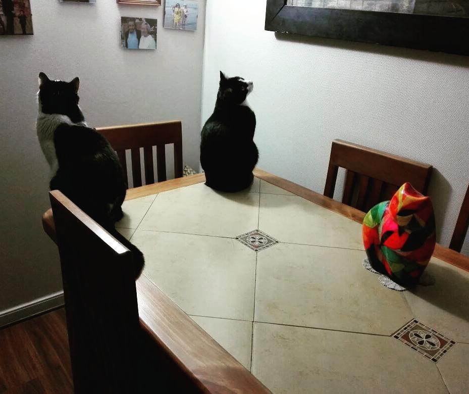 En la mañana nos dio por copiar al gato de yeso… (foto de humano