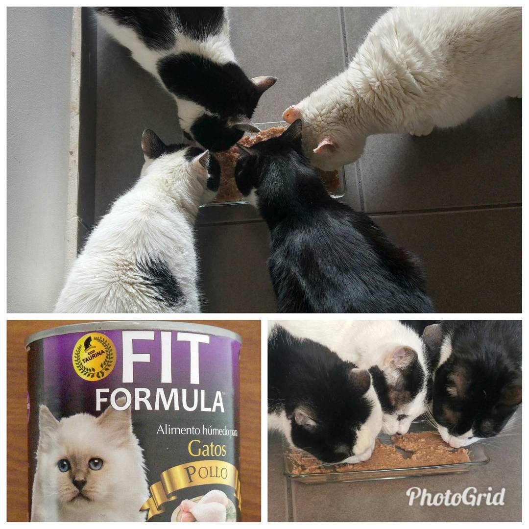 Comida húmeda para todos! Todos los días! Ñami