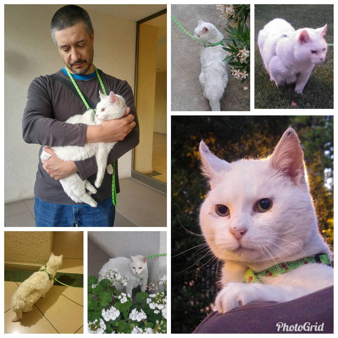 Primera aventura, fui feliz recordando mis viejos tiempos en patio. Gracias humano