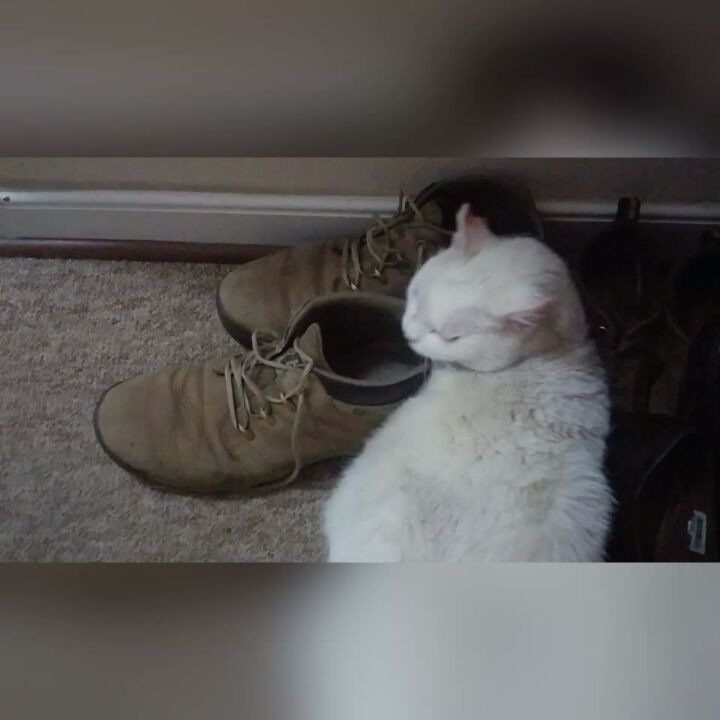 Nostalgia… Aroma a dulce perrita en los zapatos de humano (viví 10 años con una de ellas