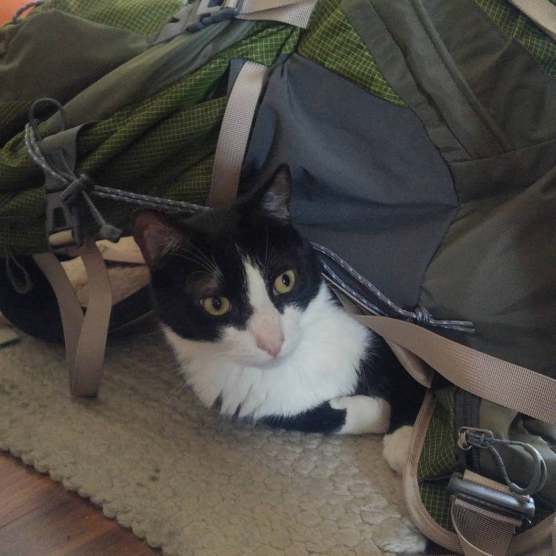 Mi humano me puso esto encima, me da flojera moverme