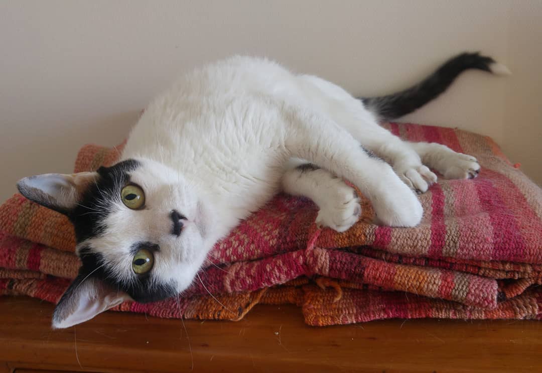 Buen día!
Me siento bien, se nota?