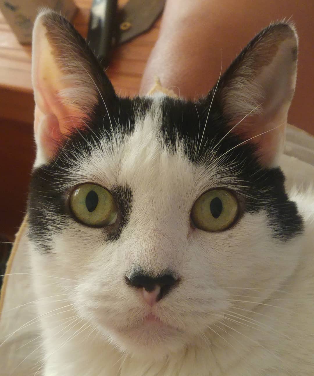 Qué es eso que vuela?