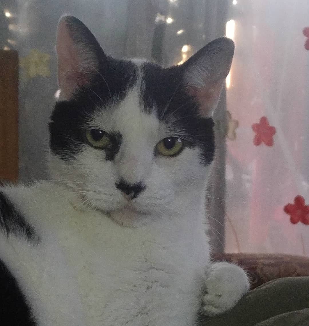 Tanto que me dicen que soy serio… Pero no, soy un dulce gato piscis