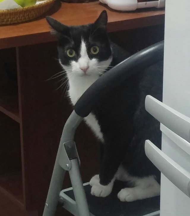 Qué? No vienes a darnos comida?