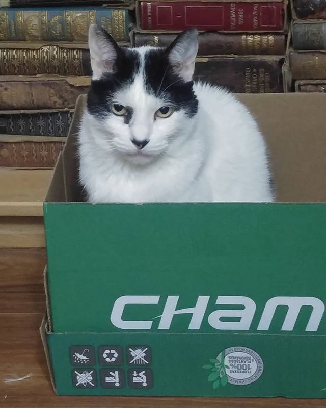 Uhmmm… Está cómoda esta caja